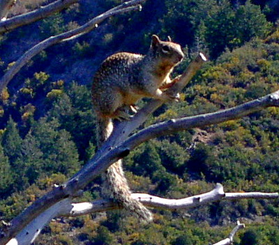 [Brown squirrel with many small white spots on its fur is perched high in a leafless tree with grey-white bark. The squirrel has a long bushy tail.]